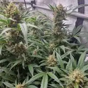 Grapefruit Auto by Fast Buds