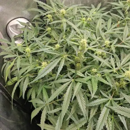 Gelato Auto by FastBuds