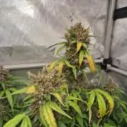 Purple Lemonade Auto by Fast Buds