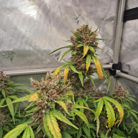Purple Lemonade Auto by Fast Buds