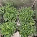 First Grow