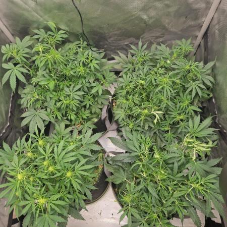First Grow