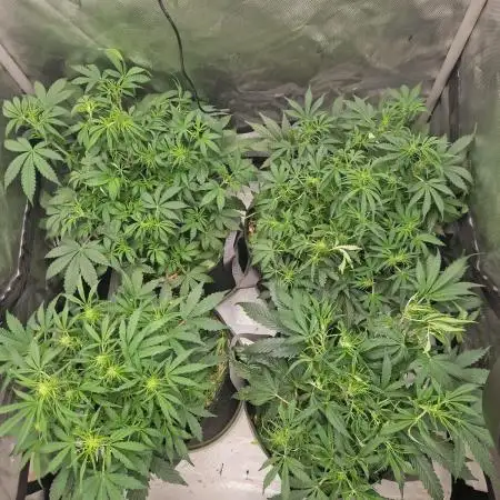 First Grow