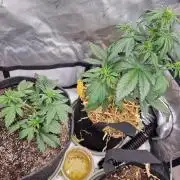Purple lemonade auto - second grow