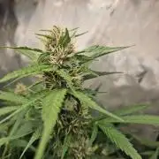 Purple Lemonade Auto by Fast Buds