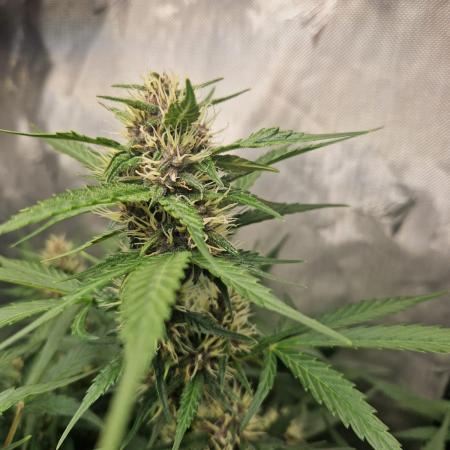 Purple Lemonade Auto by Fast Buds