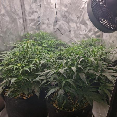First Grow