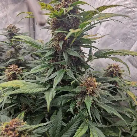 Purple lemonade auto - second grow