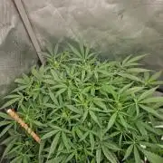 Gelato Auto by FastBuds