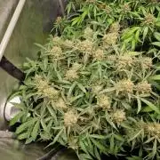Gelato Auto by FastBuds