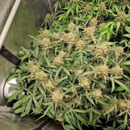 Gelato Auto by FastBuds