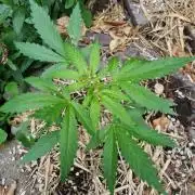 Northern Lights auto Sensi Seeds outdoor