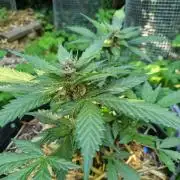 Purple Lemonade Auto RF3 by Fast Buds