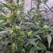 Grapefruit Auto by Fast Buds