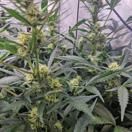 Grapefruit Auto by Fast Buds