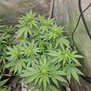 Purple Lemonade Auto by Fast Buds