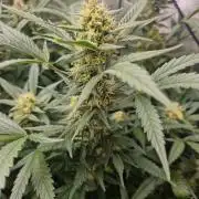Grapefruit Auto by Fast Buds