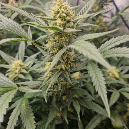 Grapefruit Auto by Fast Buds
