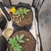 Gelato Auto (fastbuds) - second grow