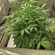Strawberry Gorilla RF3 Auto by Fast Buds