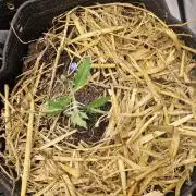 Purple Lemonade Auto RF3 by Fast Buds