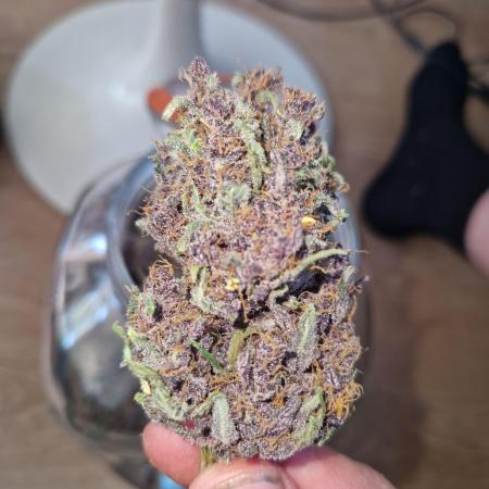 Purple lemonade auto - second grow