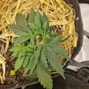 Strawberry Haze auto by Kannabia