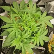 Strawberry Gorilla RF3 Auto by Fast Buds