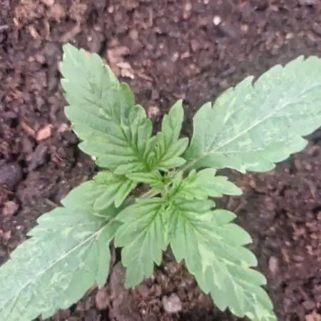 First Grow (organic)