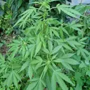 Northern Lights auto Sensi Seeds outdoor