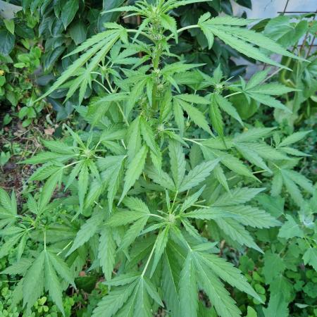 Northern Lights auto Sensi Seeds outdoor