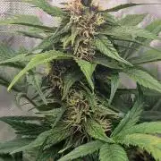 Purple lemonade auto - second grow