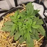 First Grow
