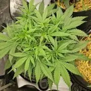 Strawberry Gorilla RF3 Auto by Fast Buds
