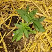 Strawberry Gorilla RF3 Auto by Fast Buds
