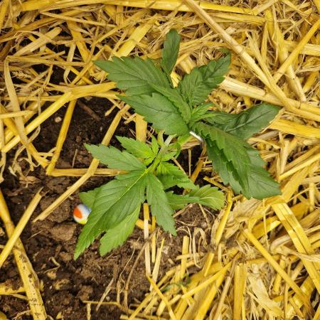 Strawberry Gorilla RF3 Auto by Fast Buds