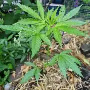 Northern Lights auto Sensi Seeds outdoor