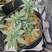 Purple Lemonade Auto RF3 by Fast Buds