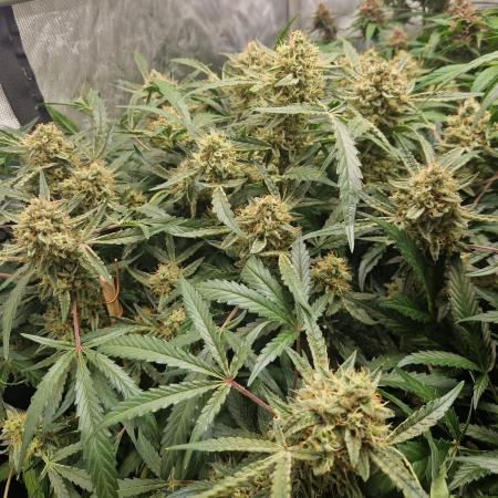 Gelato Auto by FastBuds