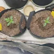 Gelato Auto (fastbuds) - second grow