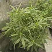 Strawberry Gorilla RF3 Auto by Fast Buds