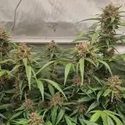 Purple Lemonade Auto by Fast Buds