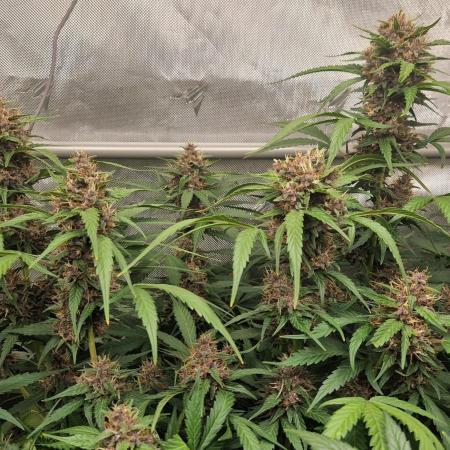 Purple Lemonade Auto by Fast Buds