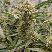 Gelato Auto by FastBuds