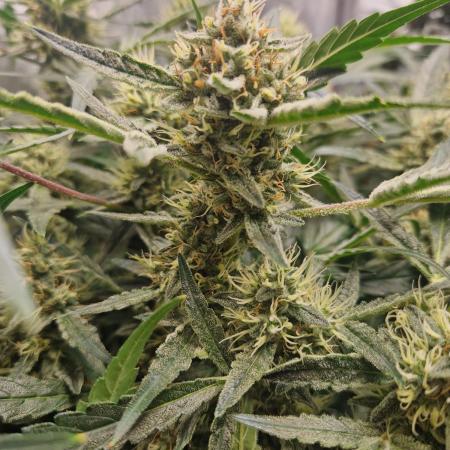 Gelato Auto by FastBuds