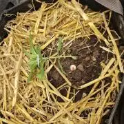 Strawberry Gorilla RF3 Auto by Fast Buds