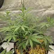 Strawberry Haze auto by Kannabia