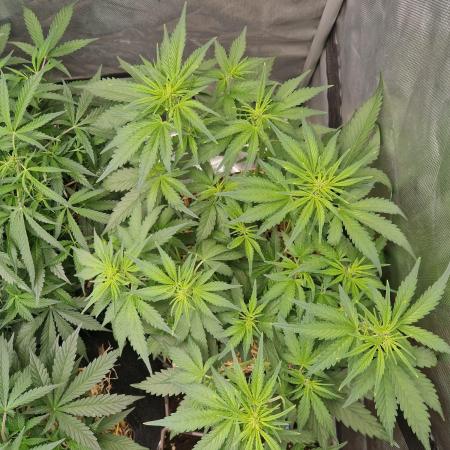 Purple Lemonade Auto by Fast Buds