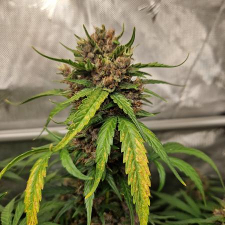 Purple Lemonade Auto by Fast Buds