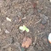 Strawberry Gorilla RF3 Auto by Fast Buds